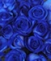  Букет синих роз \"Шкала надежды\". Количество роз указываете Вы! 